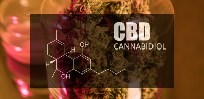 Buds of cannabis marijuana with the image of the formula CBD cannabidiol